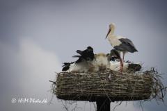2025-07-13-66-Hvid-Stork-i-Uldumkaer