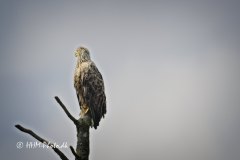 2025-07-18-52-Havoern
