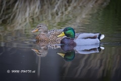 2025-02-26-Graaand-M-og-FM-II